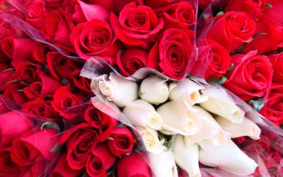 Les fleurs en Equateur